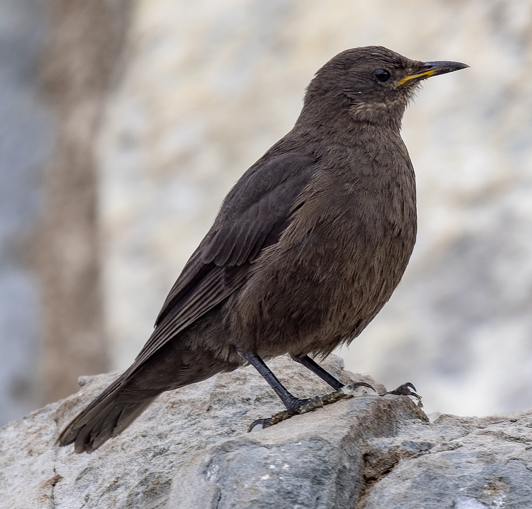 image Blackish Cinclodes